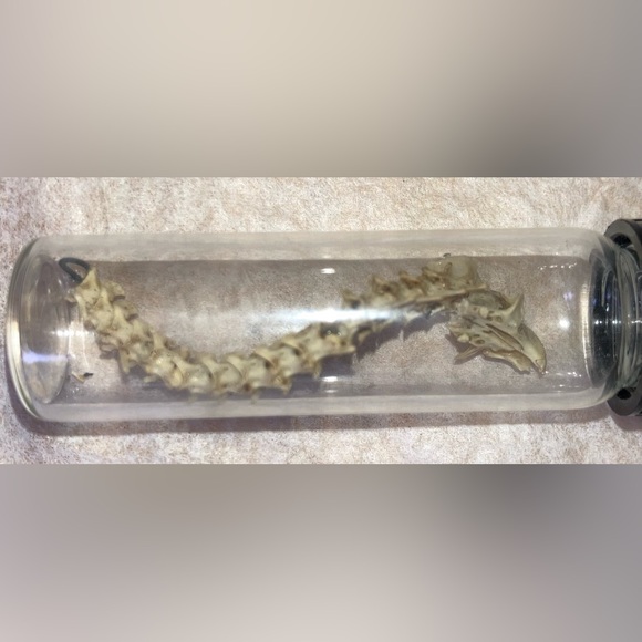 “DRAGON BONES” handmade 25 yrs ago, snake & lizard (?) sealed glued Vial EVC 🐉 - Picture 5 of 12